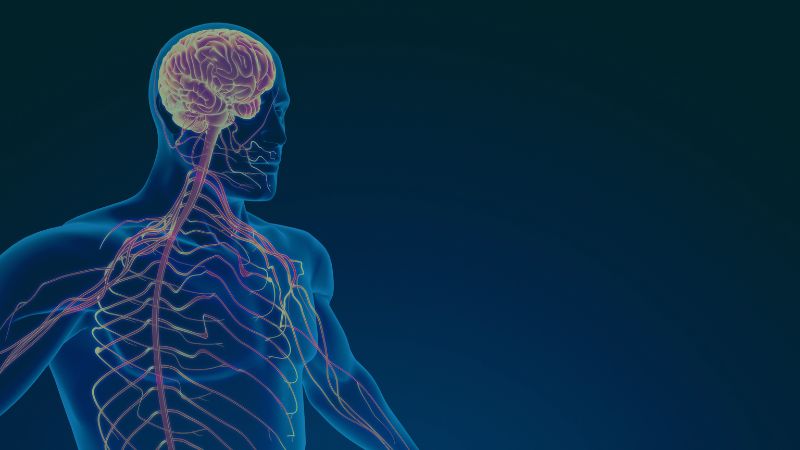 Sistema nervioso y movimiento: la clave para entrenar mejor